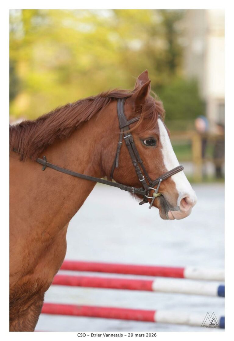 Ecurie Roche Les Ptites Roches Poney Club Guidel 1c7fd35b 2f8e 4475 Bc9a 9787329d66b9