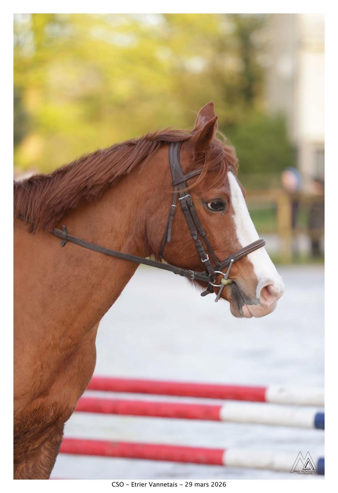 Ecurie Roche Les Ptites Roches Poney Club Guidel 1c7fd35b 2f8e 4475 Bc9a 9787329d66b9